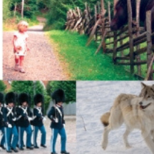 Tvättbara pussel med husdjur, vilda djur och bilder från Danmark